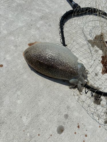 コウイカの釣果