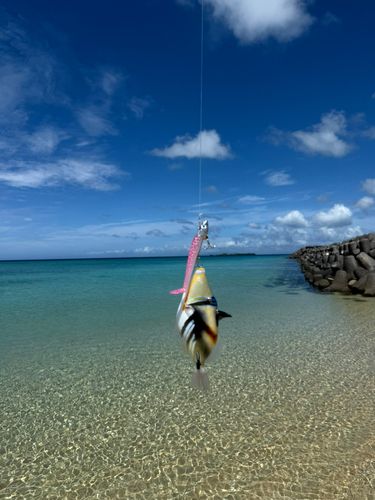 ムラサメモンガラの釣果