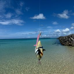 ムラサメモンガラ