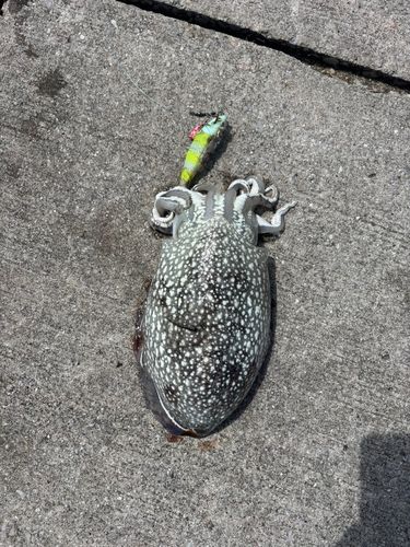 シリヤケイカの釣果