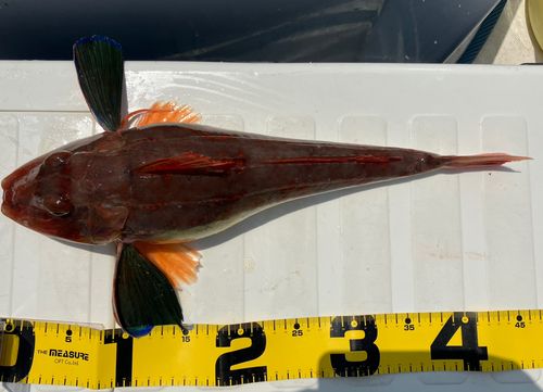 ホウボウの釣果