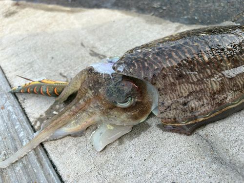 コウイカの釣果
