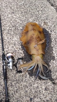 アオリイカの釣果