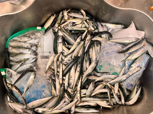 サバの釣果
