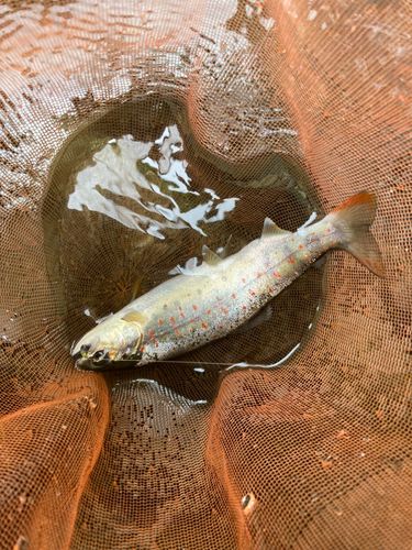 アマゴの釣果