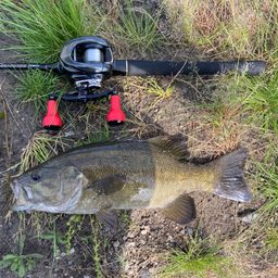 スモールマウスバス