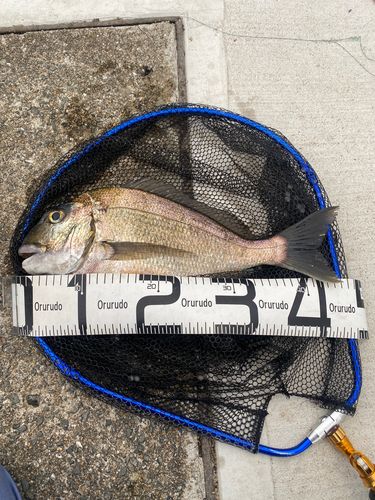ヘダイの釣果