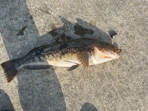 アイナメの釣果