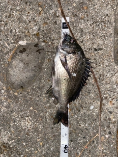 クロダイの釣果