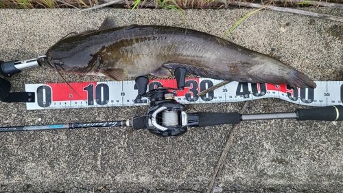 ニホンナマズの釣果