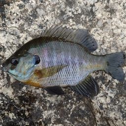 ブルーギル