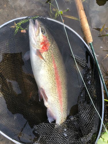 ニジマスの釣果