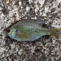 ブルーギル