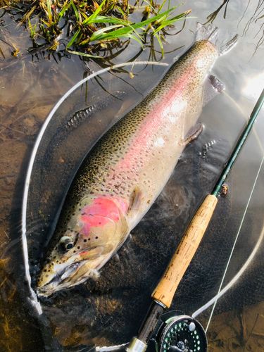 ニジマスの釣果