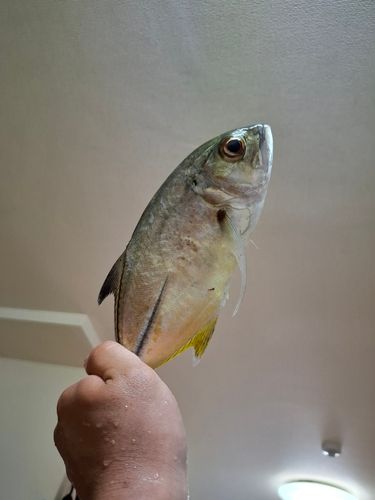 ギンガメアジの釣果