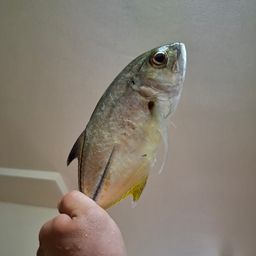 ギンガメアジ