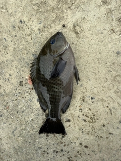 メジナの釣果