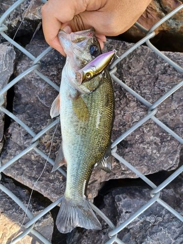 ラージマウスバスの釣果