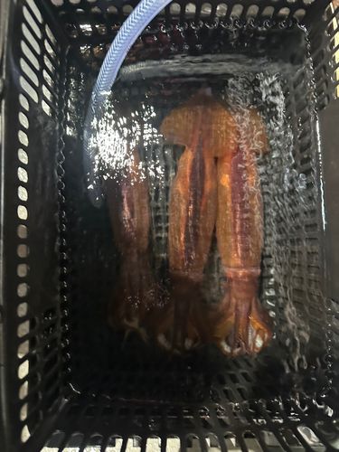 スルメイカの釣果