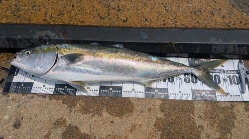 ブリの釣果