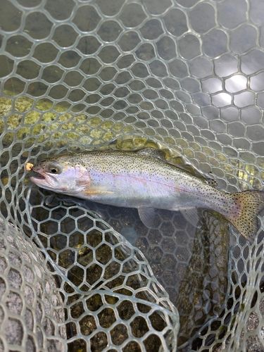 レインボートラウトの釣果