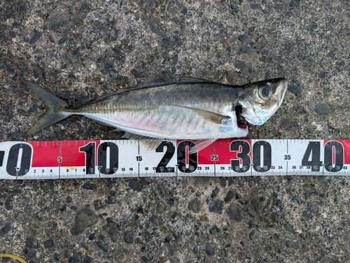 マアジの釣果