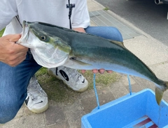 メジロの釣果