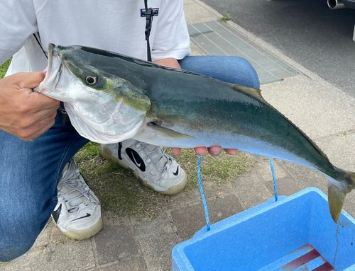 メジロの釣果