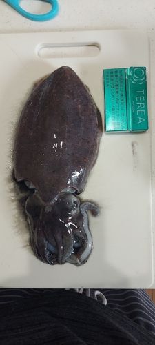 コウイカの釣果