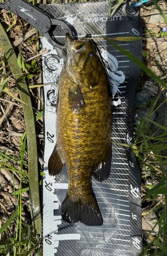 スモールマウスバスの釣果