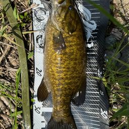 スモールマウスバス