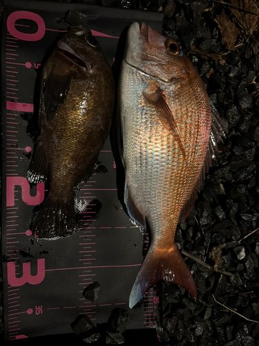 マダイの釣果