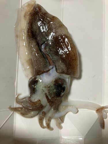 コウイカの釣果