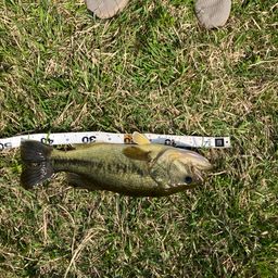 ラージマウスバス