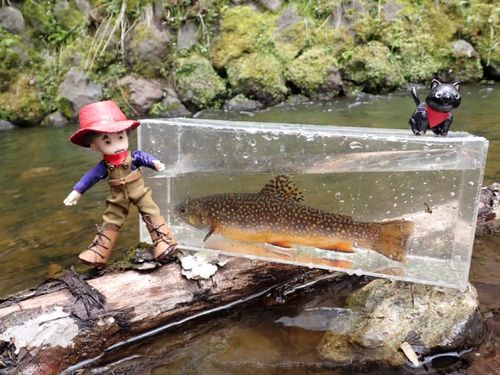 ブルックトラウトの釣果