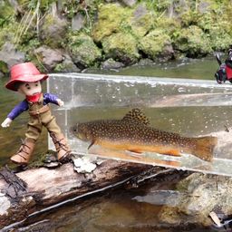 ブルックトラウト