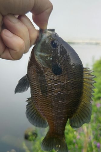 ブルーギルの釣果