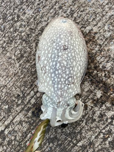 シリヤケイカの釣果