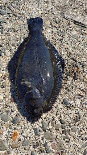 クロガシラガレイの釣果
