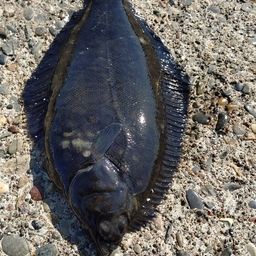 クロガシラガレイ