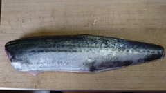 サゴシの釣果