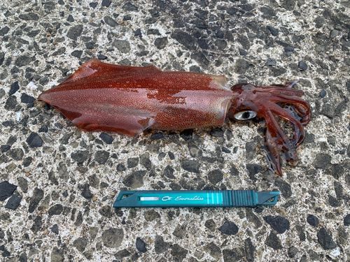 ササイカの釣果