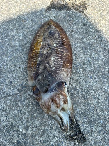 コウイカの釣果