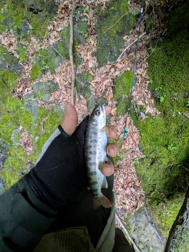 ヤマメの釣果