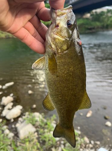 スモールマウスバスの釣果