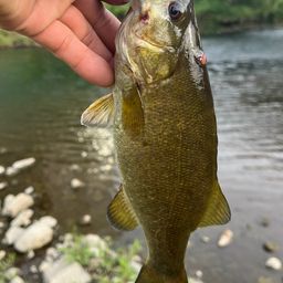 スモールマウスバス