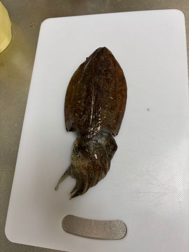 コウイカの釣果