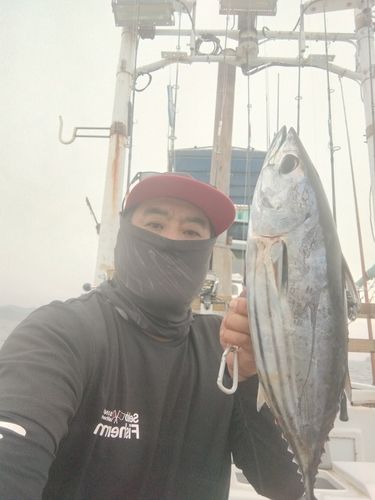 カツオの釣果
