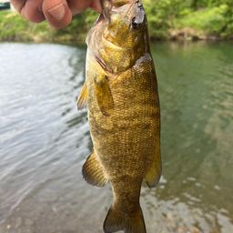 スモールマウスバス