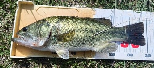 ブラックバスの釣果
